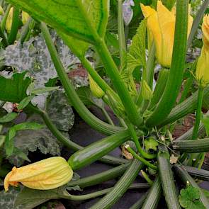 Reijnders heeft zijn courgettes in drie plantingen uitgezet. „Deze eerste courgettes oogsten we tot half juli en dan beginnen we aan de volgende teelt.We snijden 6 tot 7 weken van een plant.”