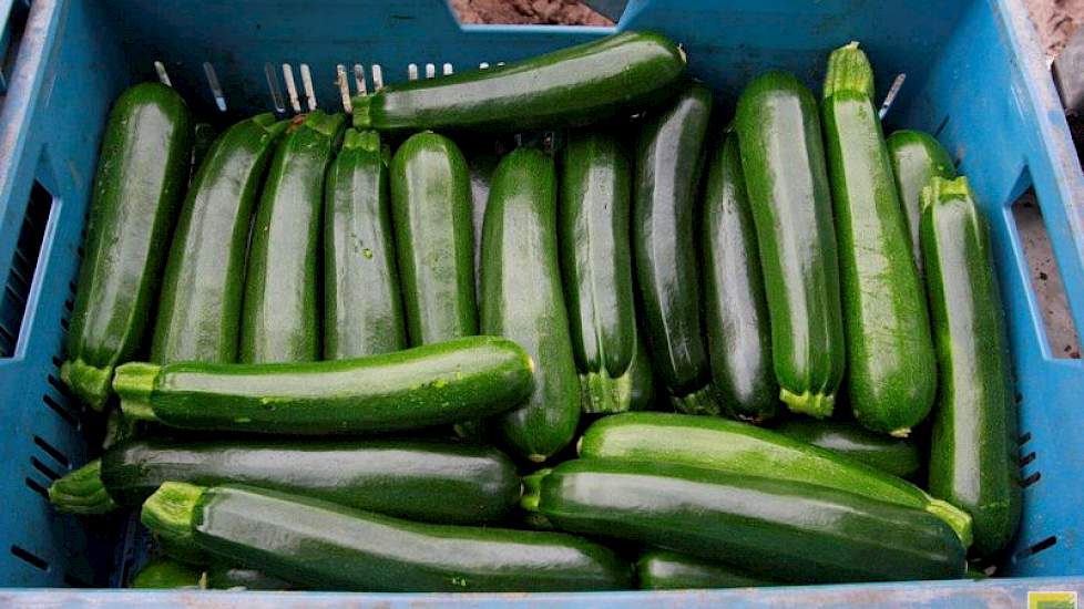 Een courgette is de ongerijpte vrucht van de soort Cucurbita pepo uit de komkommerfamilie (Cucurbitaceae). Het  woord courgette stamt uit het Frans en is een verkleinwoord van courge, dat merg betekent.