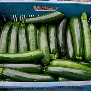 Een courgette is de ongerijpte vrucht van de soort Cucurbita pepo uit de komkommerfamilie (Cucurbitaceae). Het  woord courgette stamt uit het Frans en is een verkleinwoord van courge, dat merg betekent.