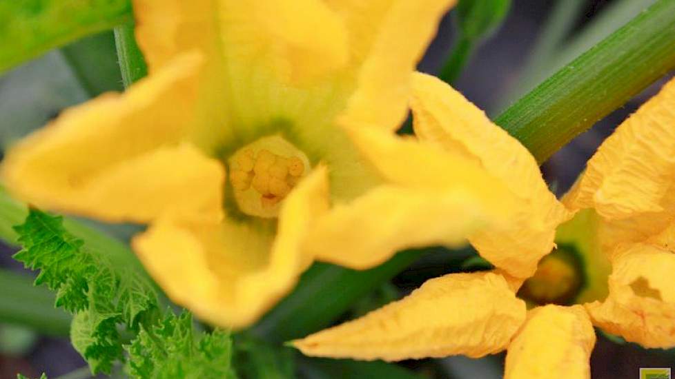 De grote gele bloemen zijn kenmerkend voor de courgetteplant.