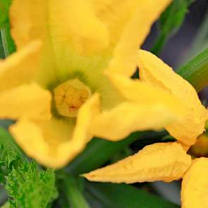 De grote gele bloemen zijn kenmerkend voor de courgetteplant.