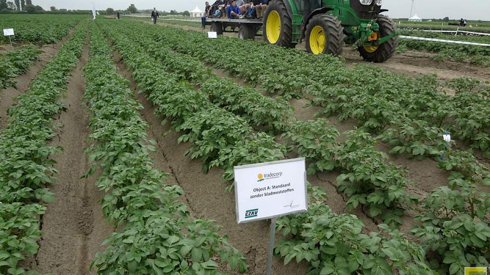 Een proefveld aardappelen zonder toevoeging van bladmeststoffen.