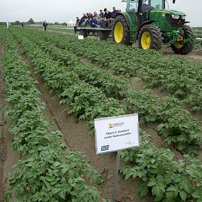 Een proefveld aardappelen zonder toevoeging van bladmeststoffen.