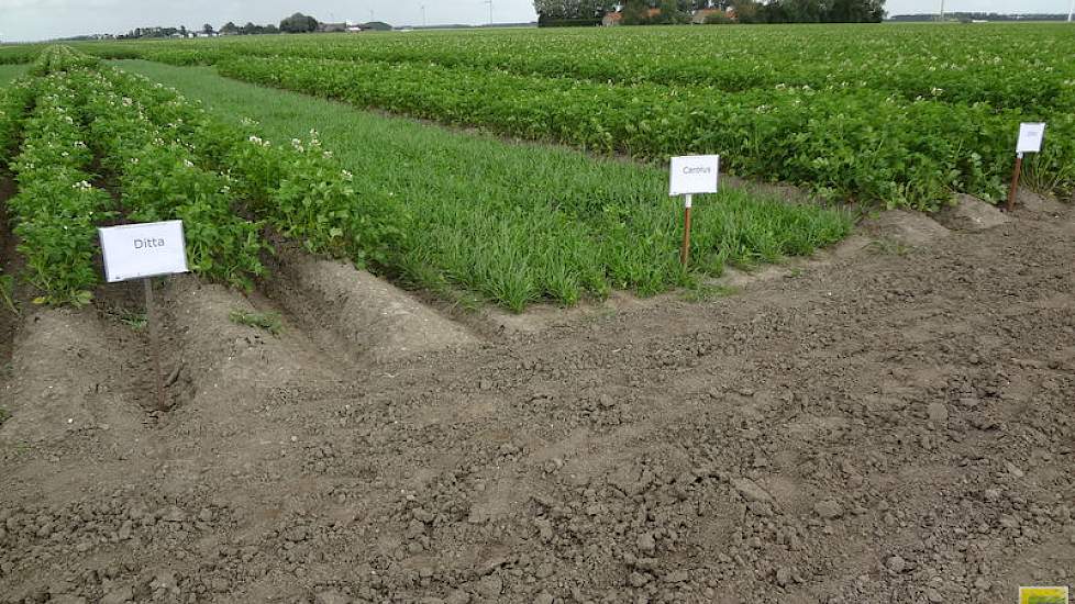 Strokenteelt in de aardappelen.