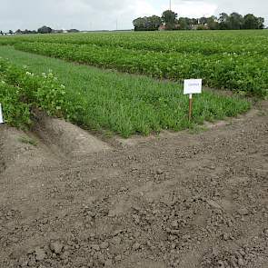 Strokenteelt in de aardappelen.