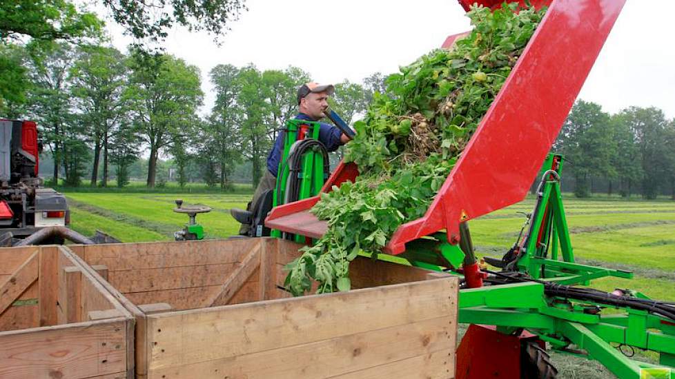 De uitgeselecteerde planten worden in kisten gestort en bij het akkerbouwbedrijf op een afgedekte hoop opgeslagen. De kisten staan op een vrachtwagen waarmee ook de selectiekar naar het land wordt gebracht.