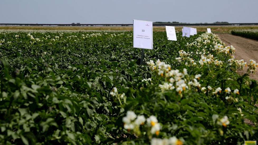 Bemestingsproef, waarin verschillende producten naast elkaar zijn toegepast. Het betreft producten van Ralco, Olmix (gewasbespuiting en granulaat), Alltech, Alfing, AleOMenno.