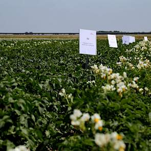 Bemestingsproef, waarin verschillende producten naast elkaar zijn toegepast. Het betreft producten van Ralco, Olmix (gewasbespuiting en granulaat), Alltech, Alfing, AleOMenno.