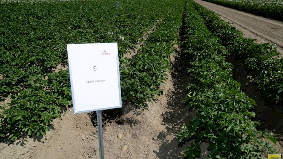 In de Pootaardappelacademie is in de afgelopen jaren al onderzoek gedaan naar plantafstanden en quadplanten. Daarbij is onder meer gekeken naar het effect van de plantmethode op het aantal stengels en dito knollen. Met het quadplanten is een opbrengstverh