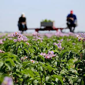 Daarnaast telen de neven op hun eigen bedrijven ook pootgoed, samen selecteren ze 35 hectare pootgoed.