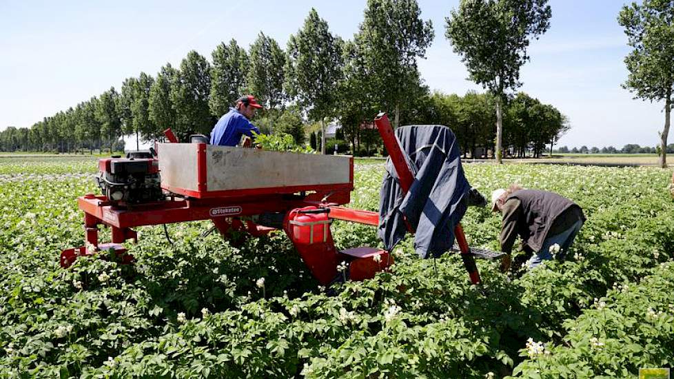 De snelheid is uiteraard sterk afhankelijk van wat ze tegenkomen in het gewas. 'Maar 8 hectare per dag lukt vaak wel.'