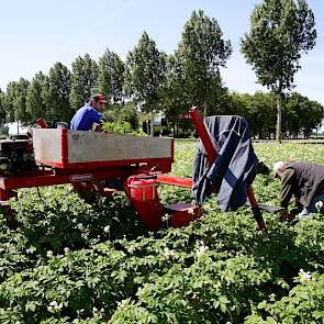 De snelheid is uiteraard sterk afhankelijk van wat ze tegenkomen in het gewas. 'Maar 8 hectare per dag lukt vaak wel.'