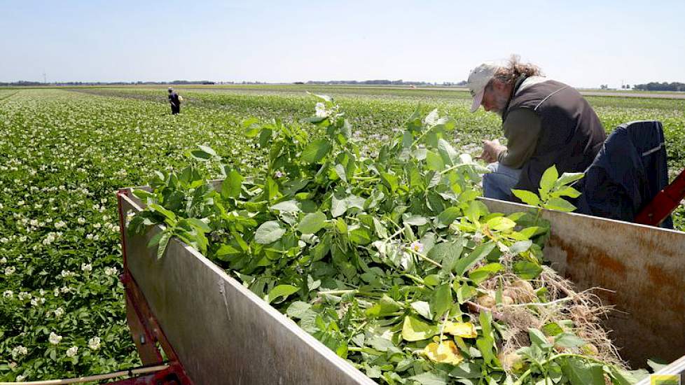 Er zit iets meer werk in de nieuwe rassen: ‘Er zitten wat meer afwijkende planten tussen en die moeten er allemaal uit. Stet wil een mooie egale partij en daar werken wij aan.’ Daarnaast zitten er net als in zijn eigen pootgoed wat meer viruszieke planten