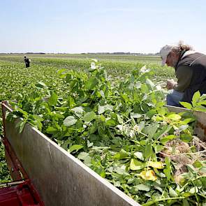 Er zit iets meer werk in de nieuwe rassen: ‘Er zitten wat meer afwijkende planten tussen en die moeten er allemaal uit. Stet wil een mooie egale partij en daar werken wij aan.’ Daarnaast zitten er net als in zijn eigen pootgoed wat meer viruszieke planten