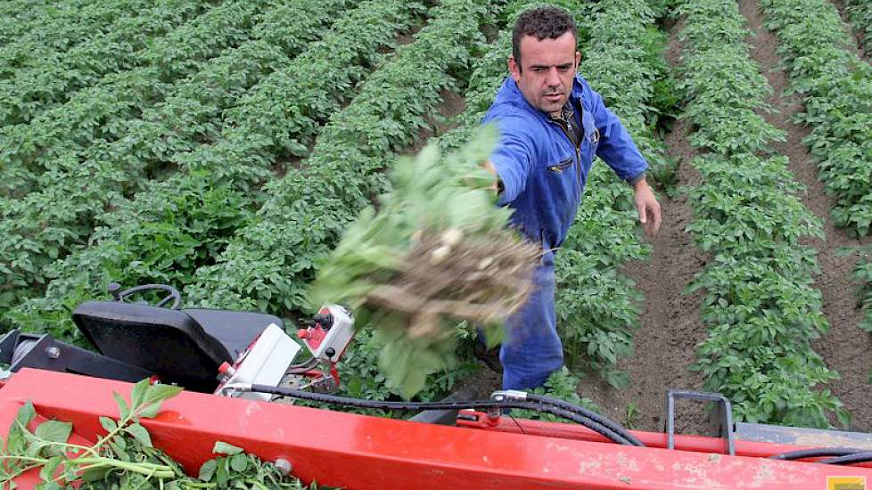 De selectie loopt vlot door, zegt de akkerbouwer uit Marknesse.