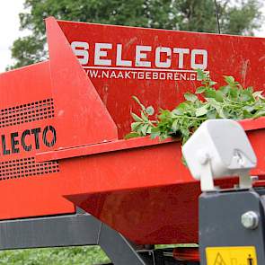 Ze rijden door het gewas met een selectiekar van Selecto. Roel Hellinga, zoon van Piet, heeft voor deze kar gekozen vanwege zijn krachtige motor. ‘We kunnen in een laag toerental het gewas door. Dat werkt heel rustig.’