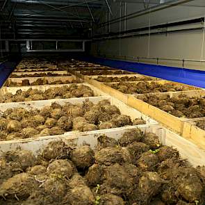 In deze cel ligt de knolselderij. De cellen zijn voorzien van een zuigventilatiesysteem met ventilatoren en zuigkleden. Er worden geen synthetische koudemiddelen gebruikt om te koelen.