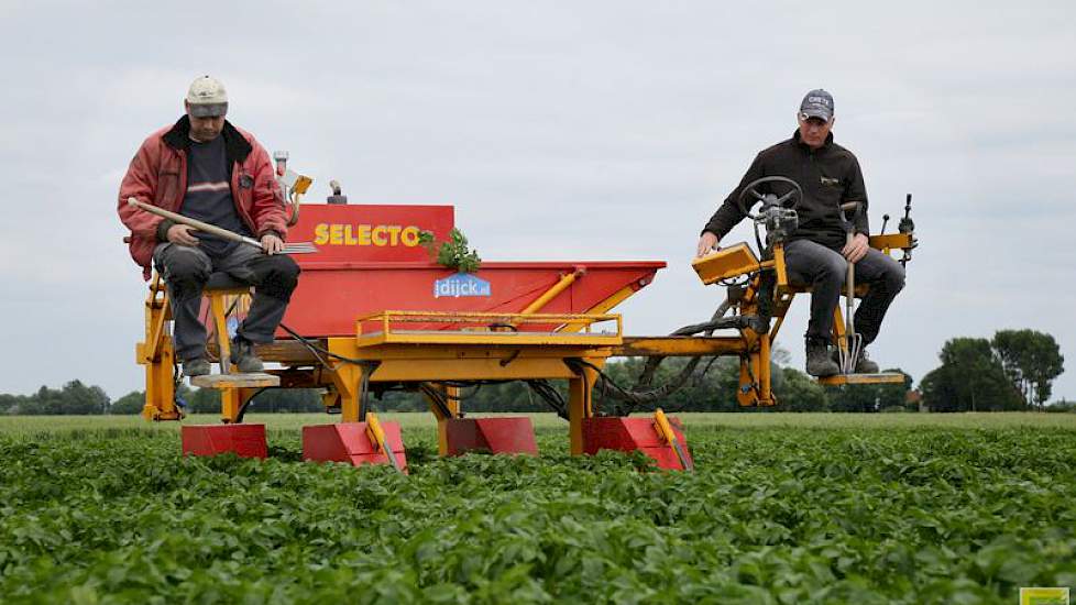 Beiden hebben een greep in de aanslag tijdens de selectie om een verkeerde of zieke plant er goed uit te krijgen. „Je zet de greep er onder en je hebt de hele plant met knollen er in één keer uit”, zegt Dijck.