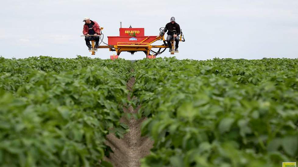 Naast het eigen pootgoed van Dijck (10 hectare) selecteren zijn medewerkers pootgoed voor derden, in totaal zo’n 450 hectare.