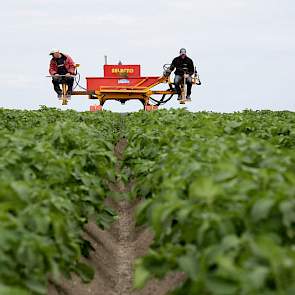 Naast het eigen pootgoed van Dijck (10 hectare) selecteren zijn medewerkers pootgoed voor derden, in totaal zo’n 450 hectare.