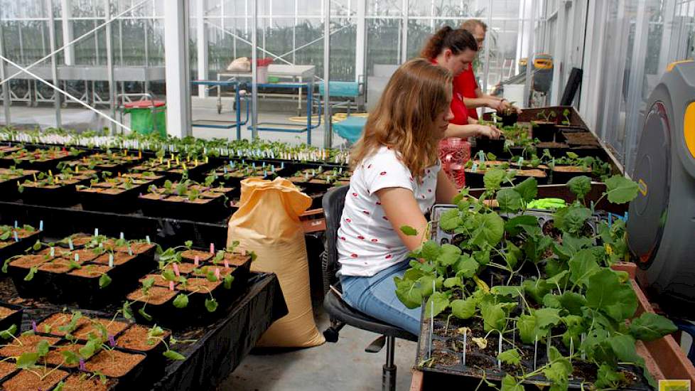 Nieuwe ontwikkelde koolzaadplantjes worden in de kas opgepot. De nieuwe koolzaadplanten gaan later naar telers voor verdere opkweek.