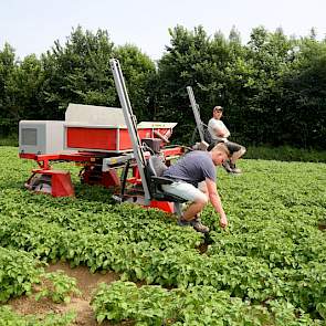 Voor de selecteurs naar een nieuw perceel gaan, wordt de wagen niet ontsmet. Als er flink bacterie wordt gevonden, passen ze hun rijschema aan, waarbij de percelen waarin het meest te selecteren valt als laatste worden gedaan.