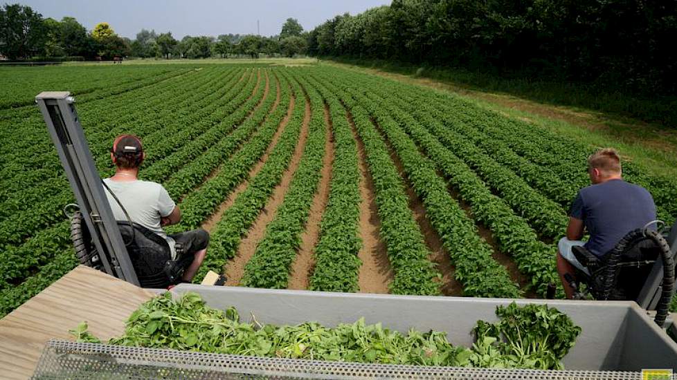 De bak waarin de verkeerde planten worden bewaard tijdens de selectie wordt hydraulisch geleegd. Met een houten plaat (links) hebben de mannen de bak aan één kant verlengd, waardoor de planten beter in de aanhanger schuiven. De planten gaan mee naar de bo