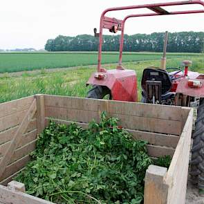 Op de kopakker staat een trekker met een tonskist klaar. De zieke planten worden in de kist gestort en naar het bedrijf afgevoerd.