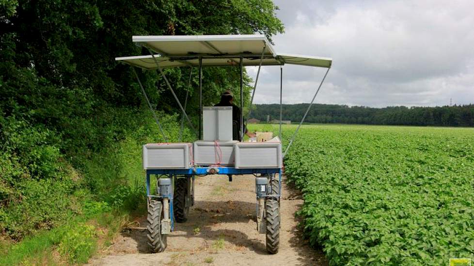 De akkerbouwer heeft in dit perceel maar weinig onrechtmatigheden gevonden. „In het begin wel een paar viruszieke planten, maar verder stond er weinig in.” De selectie nadert bij Giesen zijn einde. „De eerste percelen liggen al dood.”