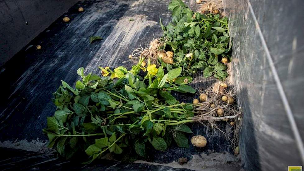 De afwijkende planten gaan mee in de kunststof voorraadbak, die vervolgens weer wordt geleegd in kisten. Bij het bedrijf gaan de aardappelen met het bedrijfsafval mee. „Maar als het heel veel is, maken we een hoop die we afdekken.”