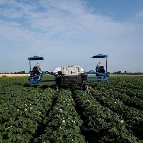 De selectie bevindt zich bij Klijn in de afronding. „We selecteren door tot de laatste aardappelen dood zijn. Maar het gewas gaat nu vanzelf dood. De natuur helpt ons een handje.”