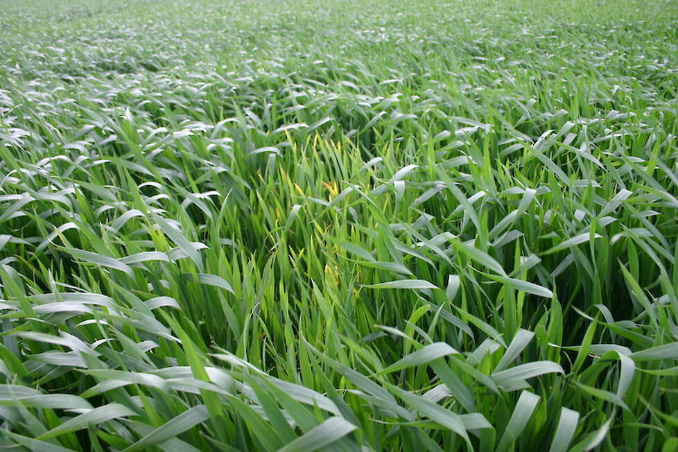 Aangetaste planten blijven achter in ontwikkeling.