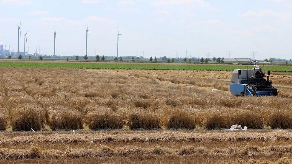 Ook van dit veld gaat zo'n 10% door voor verdere beproeving, de rest valt af.