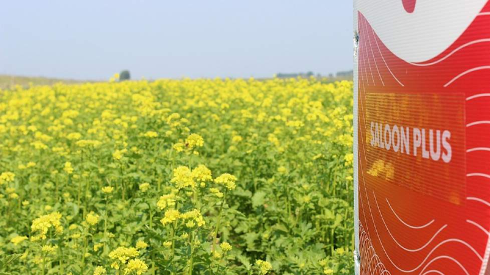 Ondanks de droogte heeft Saloon PLUS zich al tot een fors gewas ontwikkeld op 15 juni