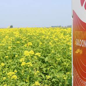 Ondanks de droogte heeft Saloon PLUS zich al tot een fors gewas ontwikkeld op 15 juni