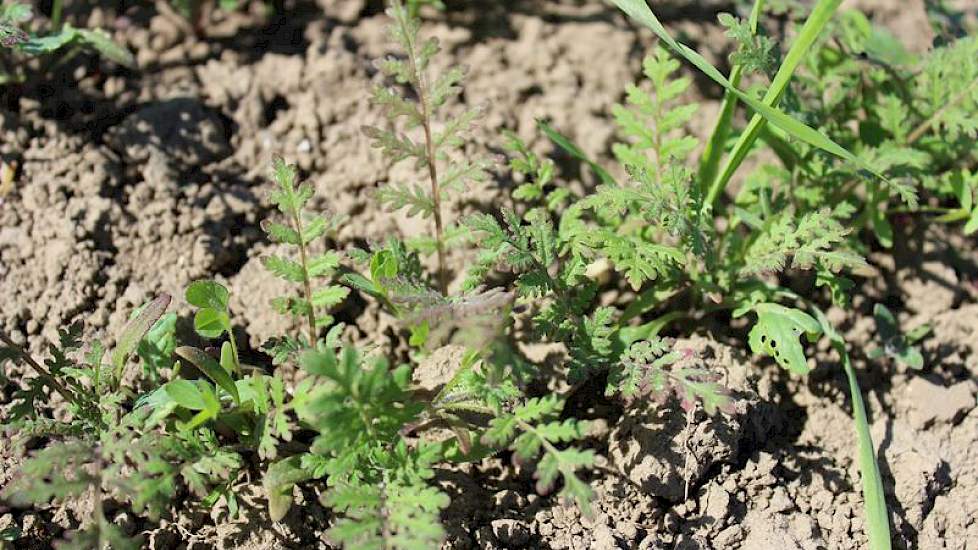 Het tweede nieuwe mengsel is OrgaMax, dat met 5 componenten zorgt voor veel organische stof en intensieve beworteling