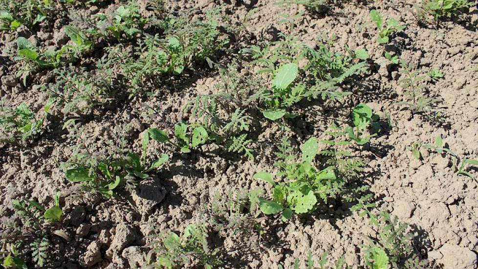 Ook 2 nieuwe mengsels op het veld. Deze NemeRedux zorgt voor aaltjesbestrijding en extra biodiversiteit