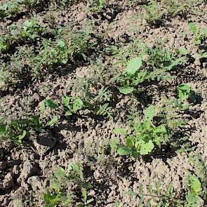 Ook 2 nieuwe mengsels op het veld. Deze NemeRedux zorgt voor aaltjesbestrijding en extra biodiversiteit