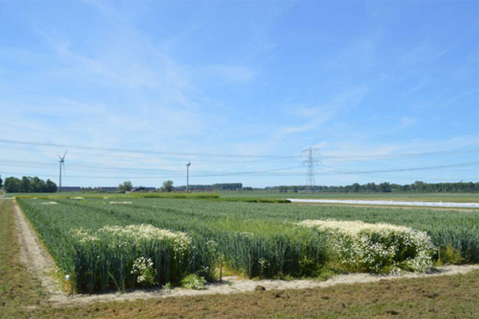 De onkruidbestrijdingsdemo op proevenplatform Lelystad 2017. De voorste strook in onbehandeld. Daarachter de (schone!) behandeling met 0,6 l/ha Herold direct na zaai.