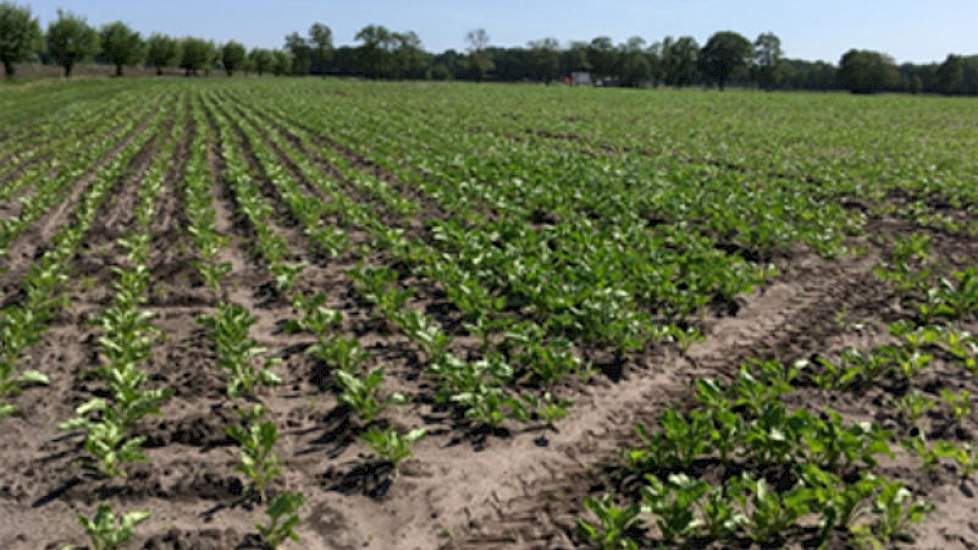 In de week van 19 maart gezaaide bieten hebben het veld zelfs al bijna dicht (17 mei 2018)