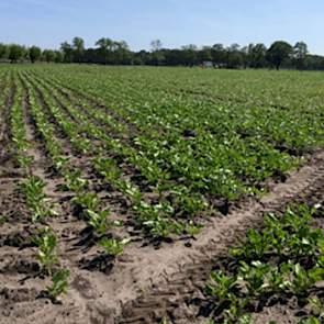 In de week van 19 maart gezaaide bieten hebben het veld zelfs al bijna dicht (17 mei 2018)