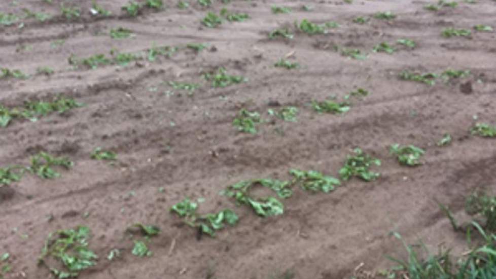 In Limburg hadden bietentelers te maken met extreme weer, met hagel en overstromingen. Meer van dit type weer wordt verwacht