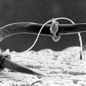 Foto 3: Een nematode wordt gewurgd door schimmeldraden met een lasso.