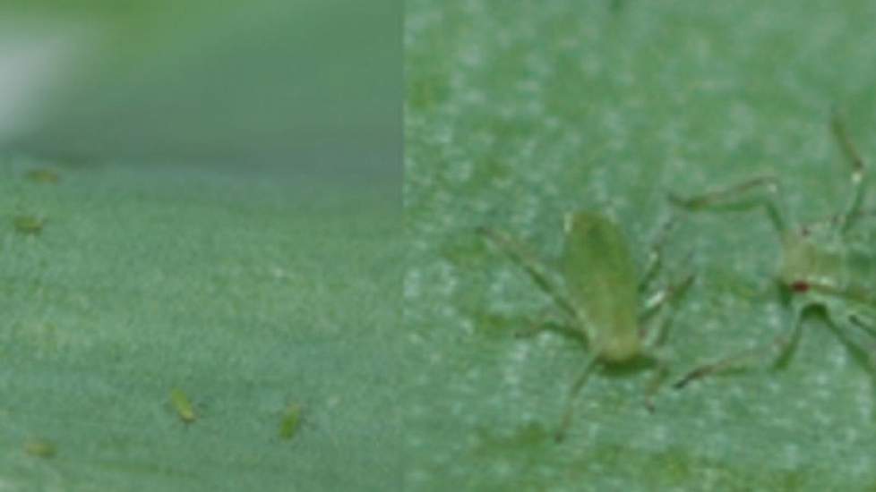 Herkenning Groene perzikluis