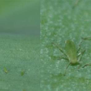 Herkenning Groene perzikluis