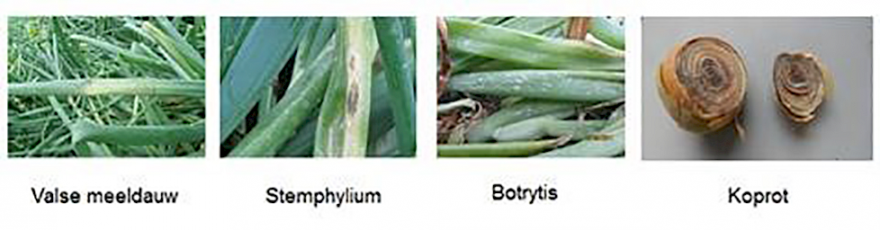 Afhankelijk van het seizoen komen bovengenoemde ziekten in verschillende mate voor in uw uiengewas.
