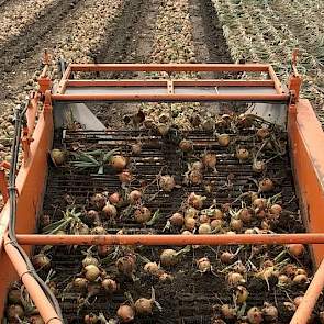 „Het gaat mooi met de zachte grond na de regen op de klei”, aldus de teler.