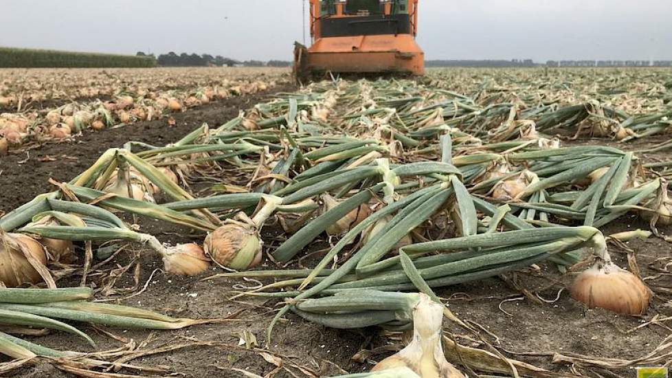 Van Damme teelt in totaal 28,5 hectare gele zaaiuien.