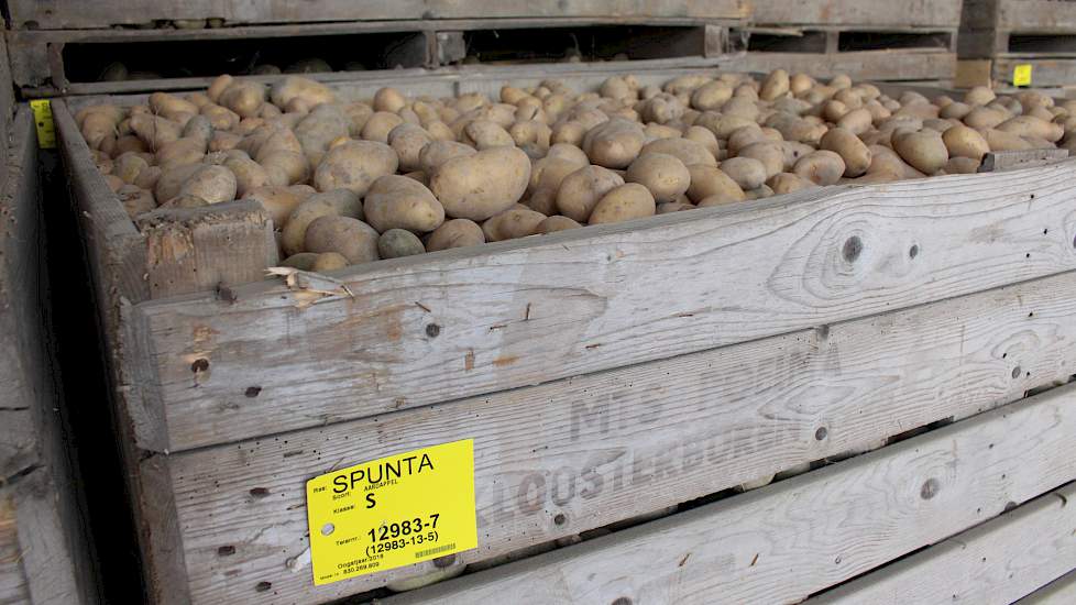 De Spunta’s en Desiree’s worden in het zwad gerooid en na enkele uren drogen opgeladen en in kisten gedaan.