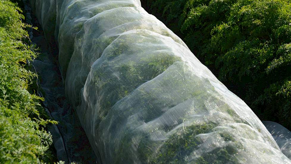 Koolvliegdoek is al meer bekend in de vollegrondsgroenteteelt. Het heeft als nadeel dat het vrij zwaar is voor het peenloof en ook vrij duur.